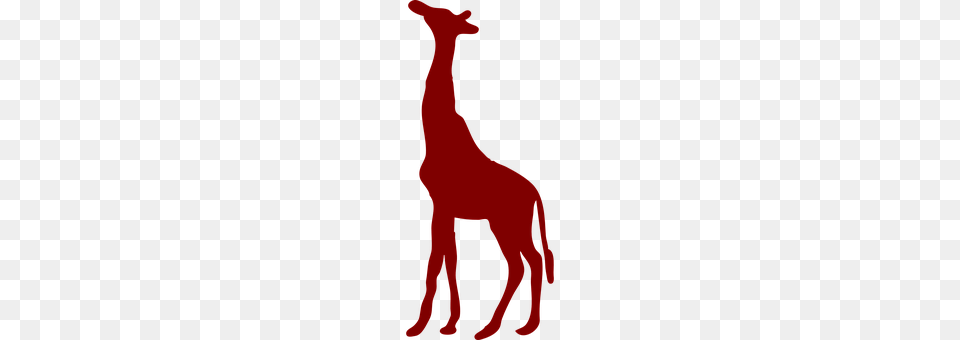 Giraffe Animal, Adult, Female, Person Png