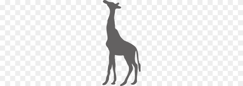 Giraffe Animal, Mammal, Bow, Weapon Free Png