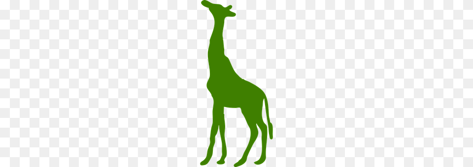 Giraffe Animal, Mammal Free Transparent Png