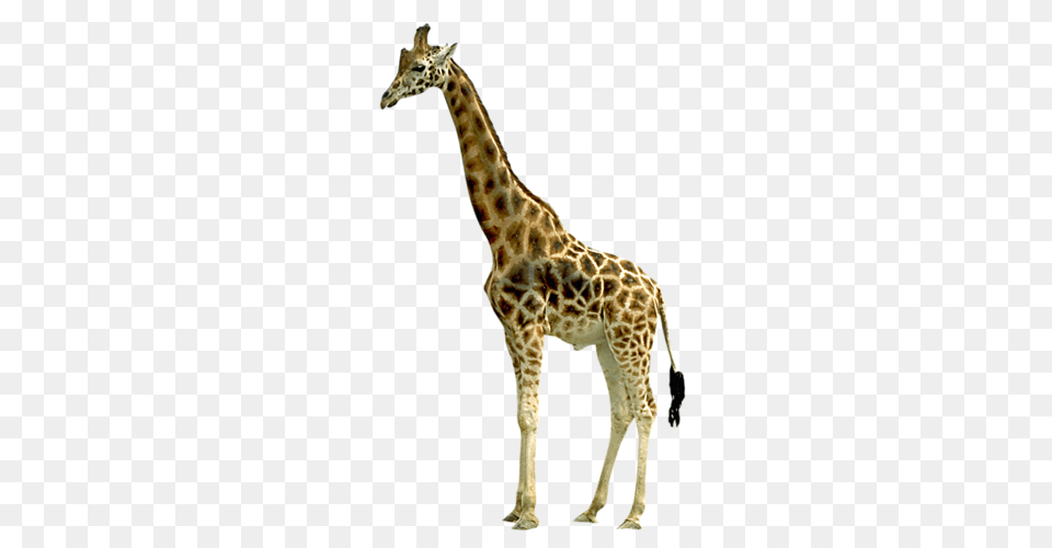 Giraffe, Animal, Mammal, Wildlife Free Transparent Png