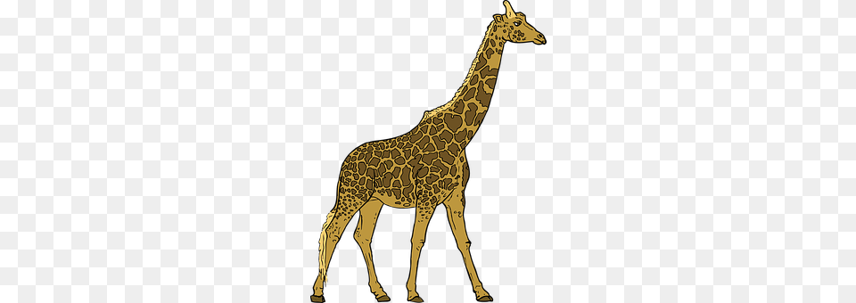 Giraffe Animal, Mammal, Wildlife Free Png Download