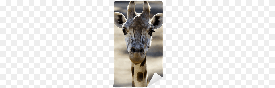 Giraffe, Animal, Mammal, Wildlife, Antelope Png Image