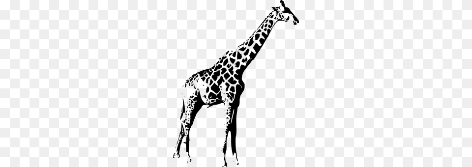 Giraffe Gray Png Image