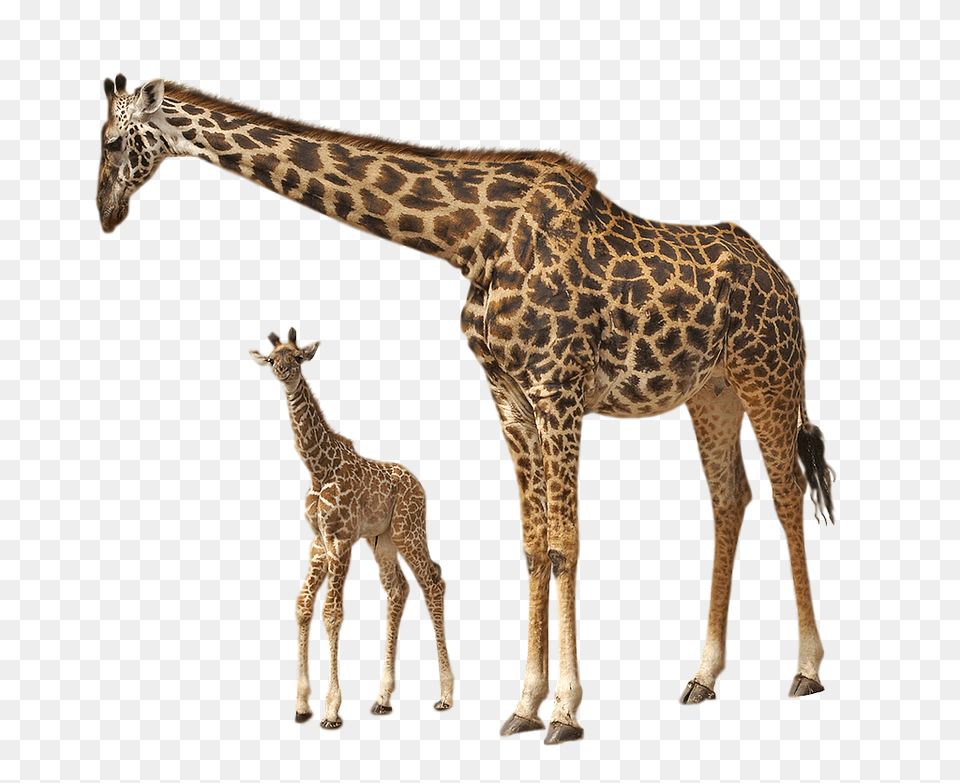 Giraffe, Animal, Mammal, Wildlife Png Image