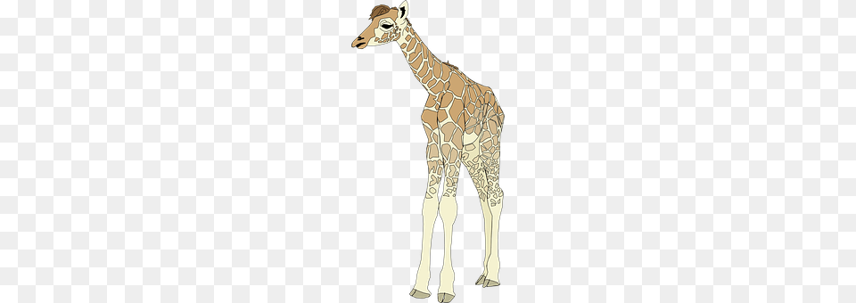 Giraffe Animal, Mammal, Wildlife, Clothing Png Image