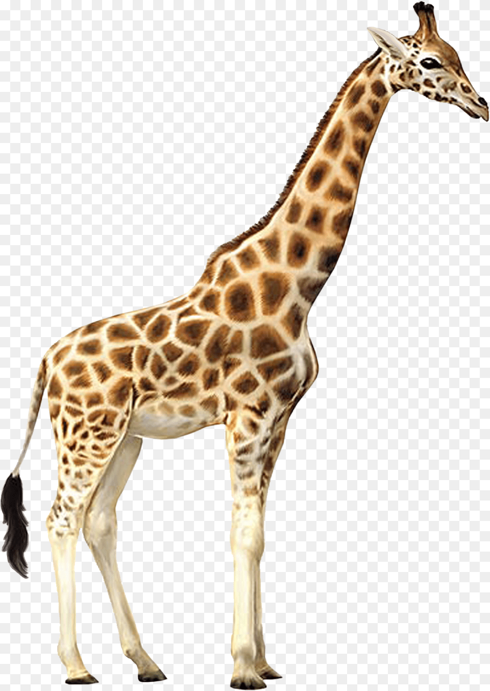 Giraffe, Animal, Mammal, Wildlife Free Png