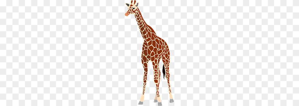 Giraffe Animal, Mammal, Wildlife Png