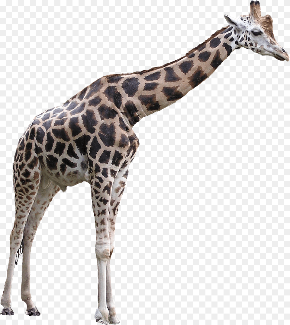 Giraffe, Animal, Mammal, Wildlife Free Transparent Png