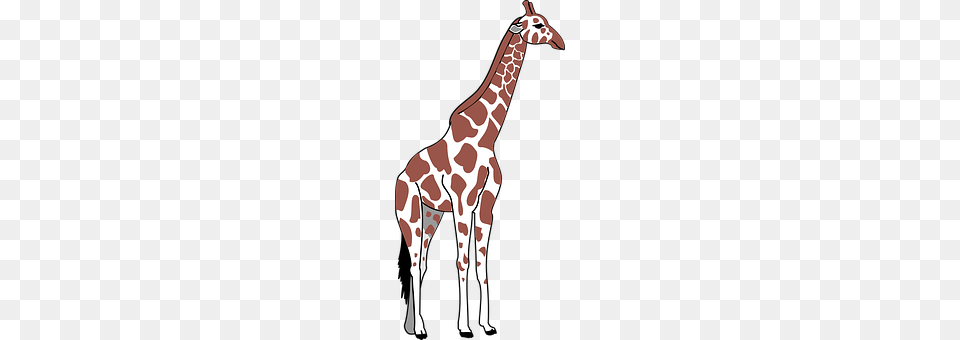 Giraffe Animal, Mammal, Wildlife, Adult Png Image