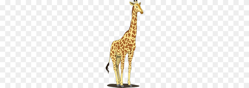 Giraffe Animal, Mammal, Wildlife Free Transparent Png