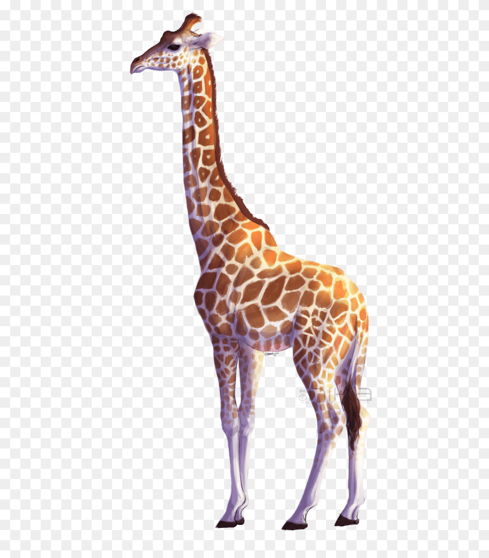 Giraffe, Animal, Mammal, Wildlife Png Image