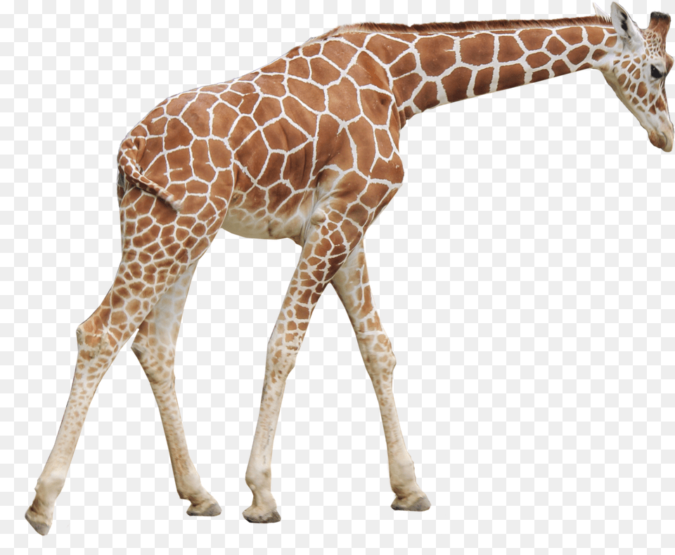 Giraffe, Animal, Mammal, Wildlife Png Image