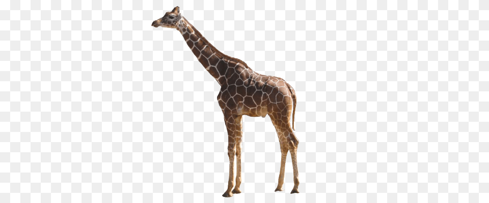 Giraffe, Animal, Mammal, Wildlife Png Image