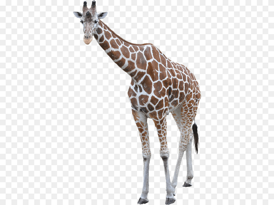 Giraffe, Animal, Mammal, Wildlife Png