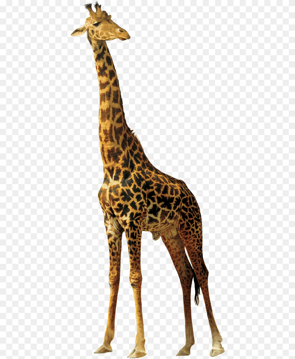 Giraffe Animals Nature Africa African Animals, Animal, Mammal, Wildlife Free Transparent Png