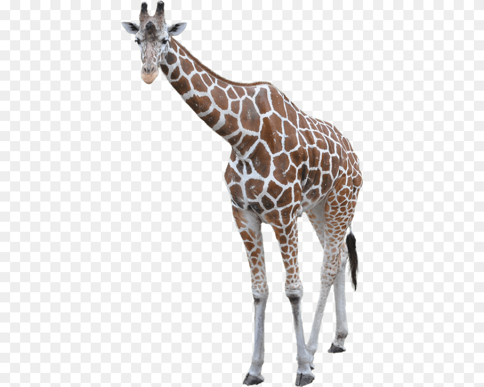 Giraffe Background, Animal, Mammal, Wildlife Png
