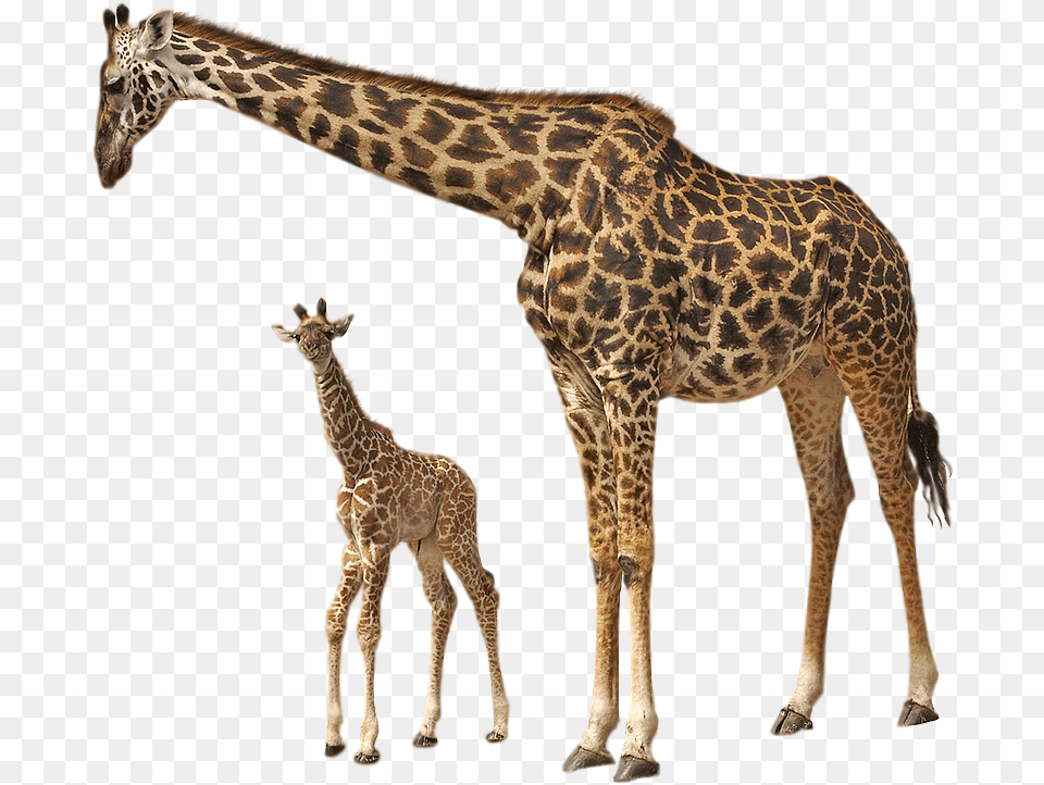 Giraffe Book Of Natural History, Animal, Mammal, Wildlife Png