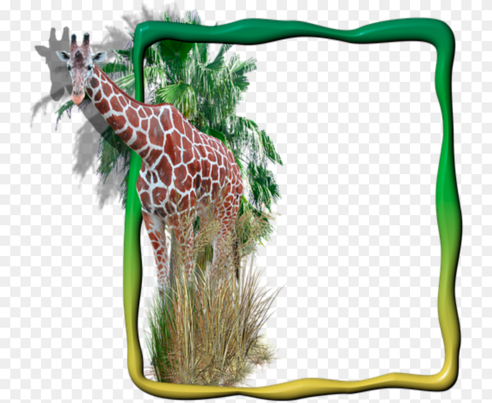 Giraffe Border Clipart Moldura Para Foto Digital Animais, Animal, Mammal, Wildlife, Zoo Free Png Download