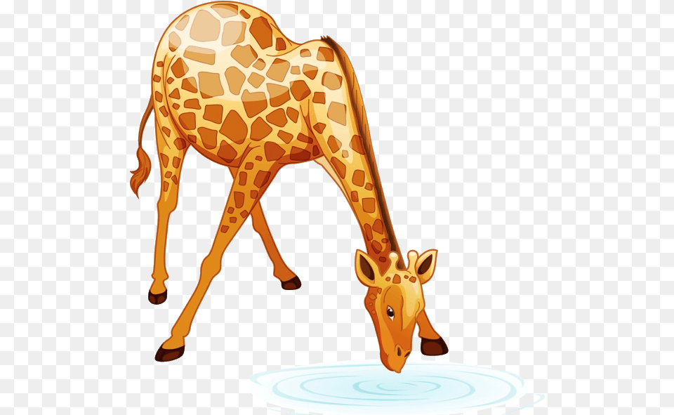 Giraffe Cartoon Animal Images Cartoon Giraffe Bending Down, Mammal, Wildlife Free Transparent Png