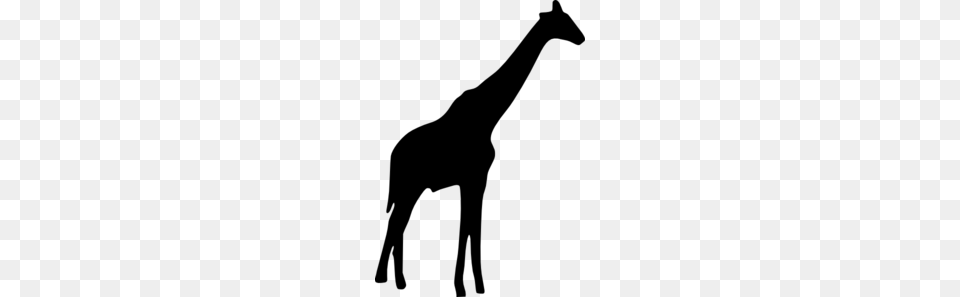 Giraffe Clip Art, Gray Png Image