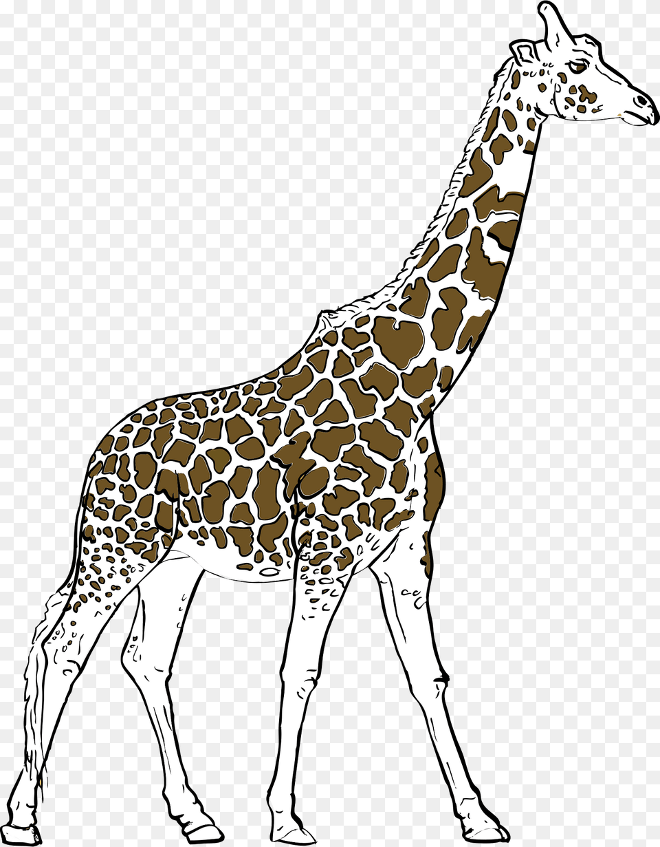 Giraffe Clipart, Animal, Mammal, Wildlife, Person Free Transparent Png