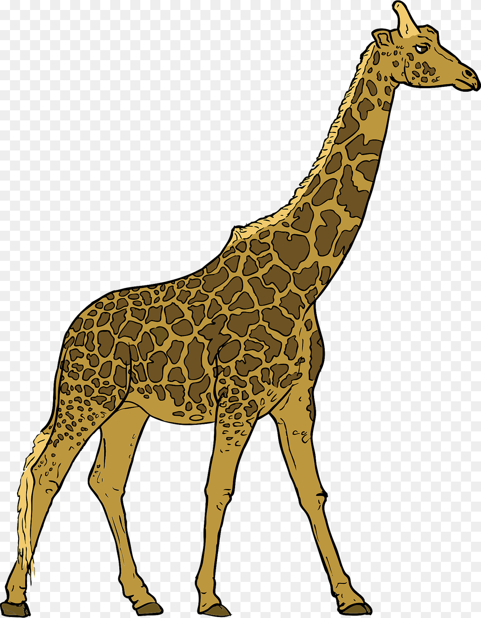 Giraffe Clipart, Animal, Mammal, Wildlife Png