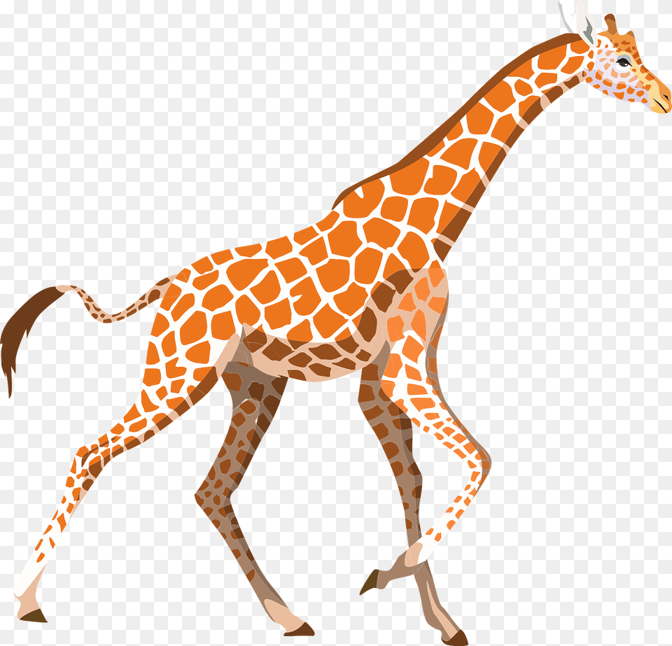 Giraffe Clipart, Animal, Mammal, Wildlife Png