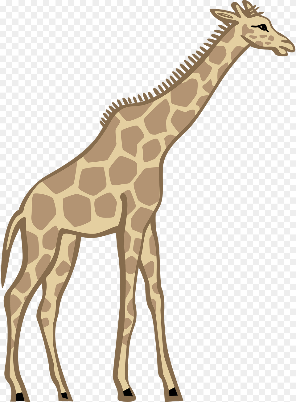 Giraffe Clipart, Animal, Mammal, Wildlife Png