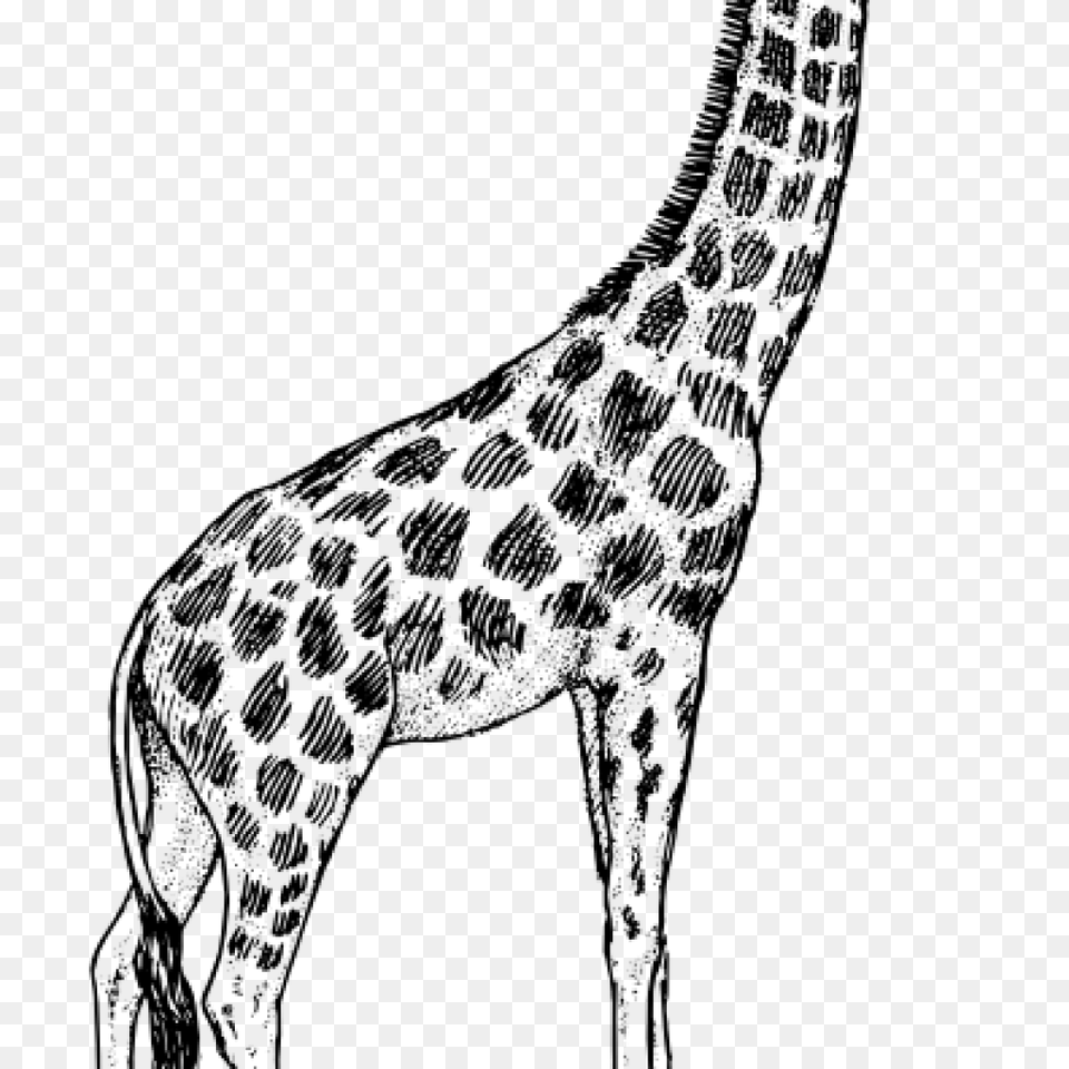 Giraffe Clipart Black And White Unicorn Clipart, Gray Free Png Download
