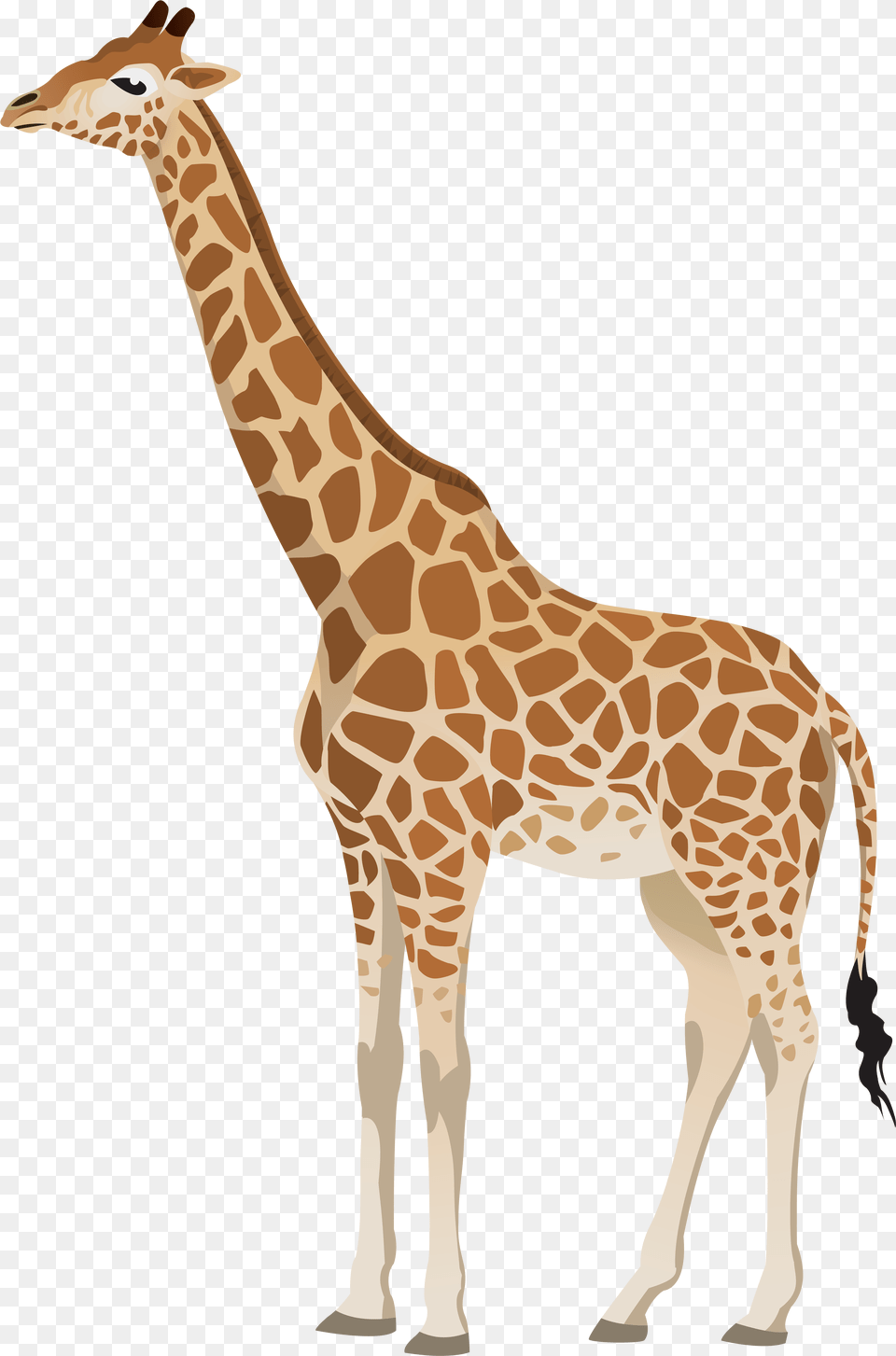 Giraffe Clipart Clipart Black And White Download Transparent Background Giraffe Clipart, Animal, Mammal, Wildlife Png