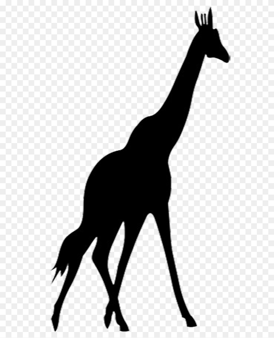 Giraffe Clipart Shadow, Silhouette, Animal, Mammal, Adult Free Png