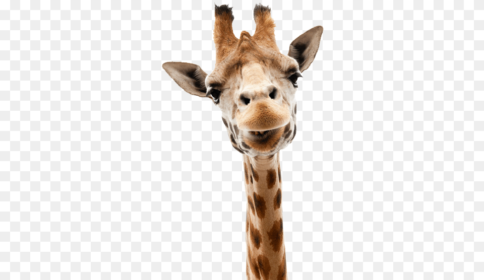 Giraffe Clipart Transparent Background Giraffe, Animal, Mammal, Wildlife Free Png