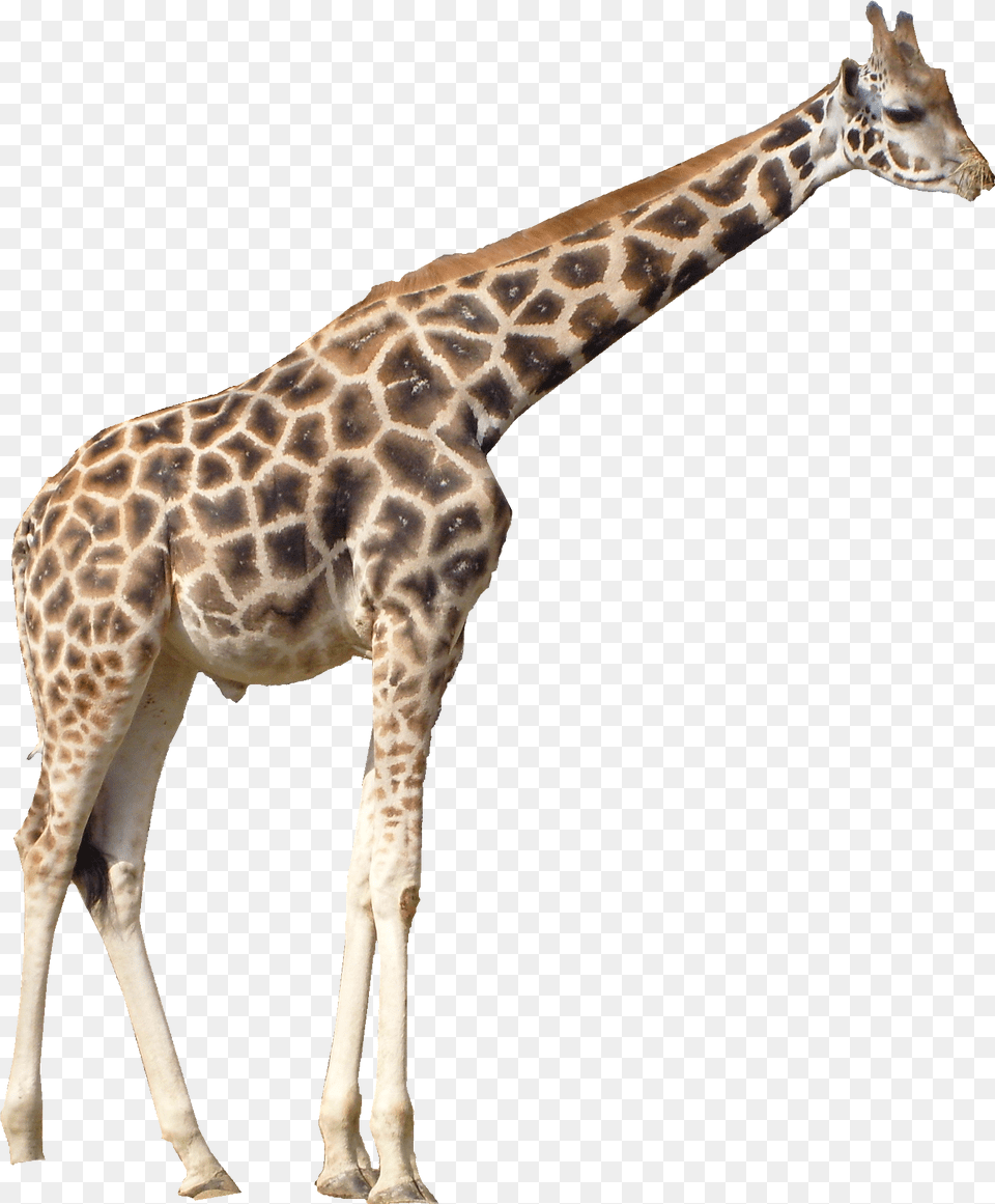 Giraffe Clipart Transparent Background Giraffe, Animal, Mammal, Wildlife Png Image
