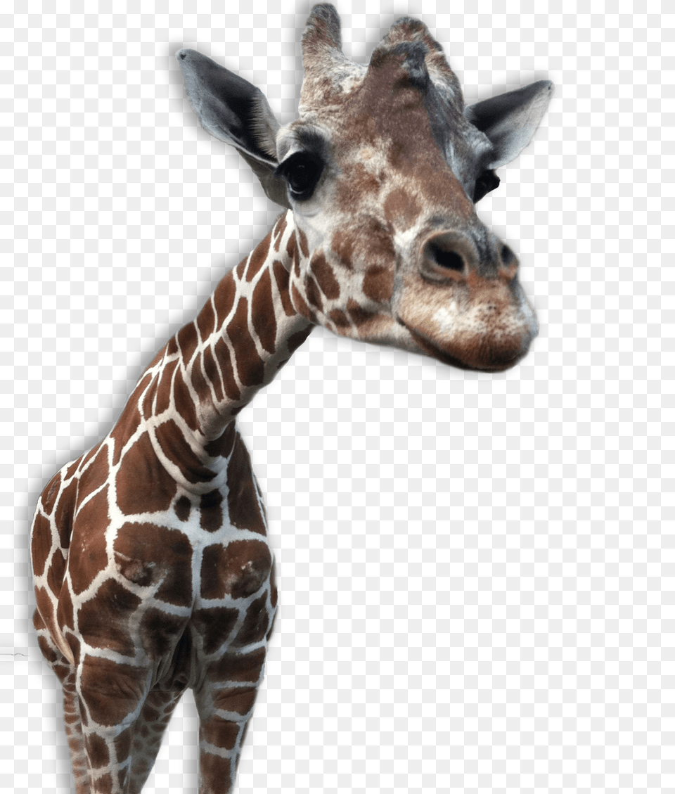 Giraffe Close Up, Animal, Mammal, Wildlife Free Png