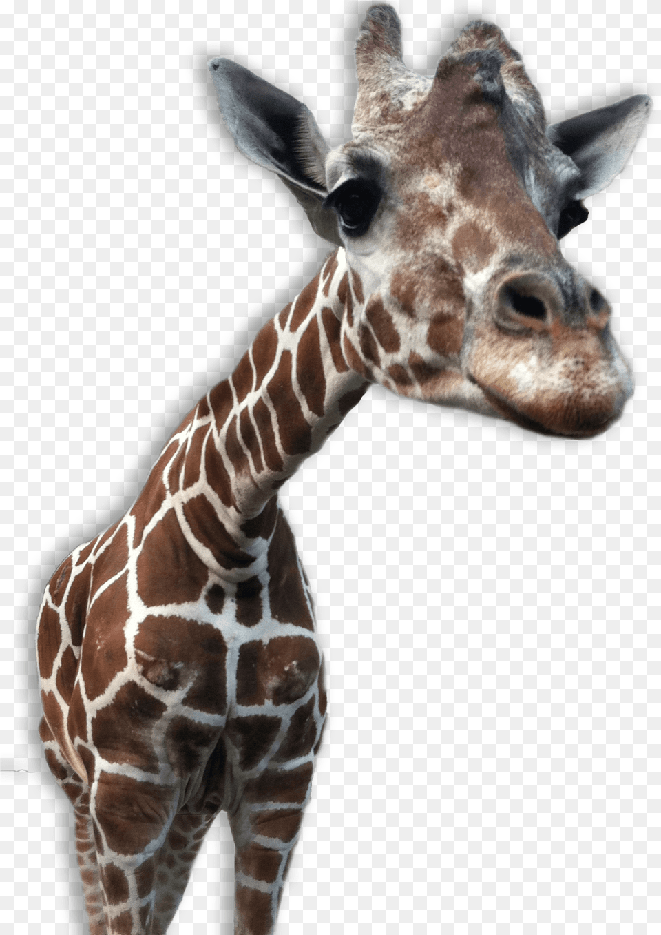 Giraffe Close Up Animal Transparent Backgrounds, Mammal, Wildlife Png