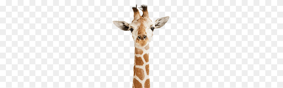 Giraffe Cute Twitter Headers Giraffe, Animal, Mammal, Wildlife Png Image