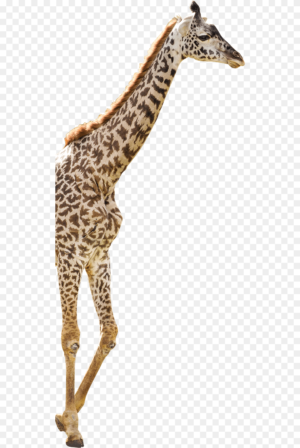 Giraffe Giraffe, Animal, Mammal, Wildlife Free Png Download