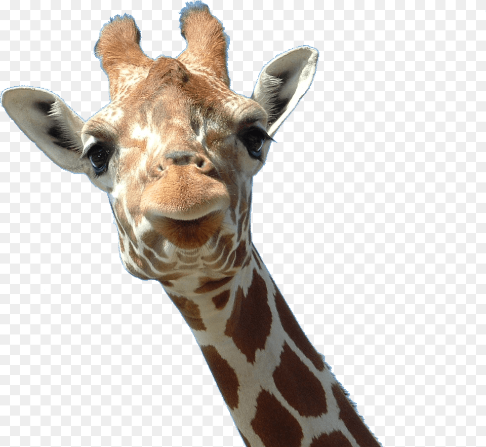 Giraffe Face, Animal, Mammal, Wildlife Png Image