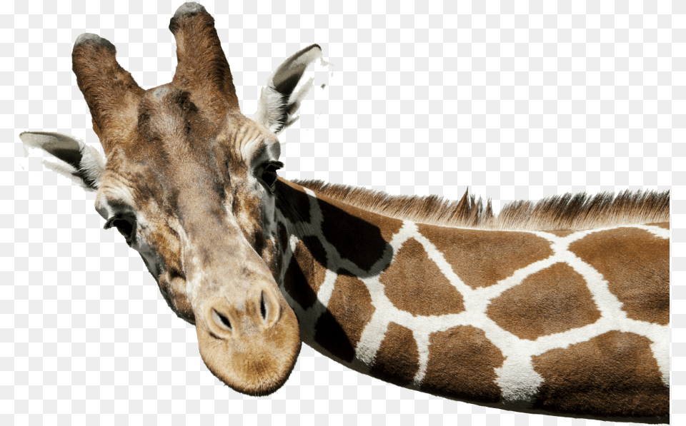 Giraffe Background Giraffe, Animal, Mammal, Wildlife Free Png