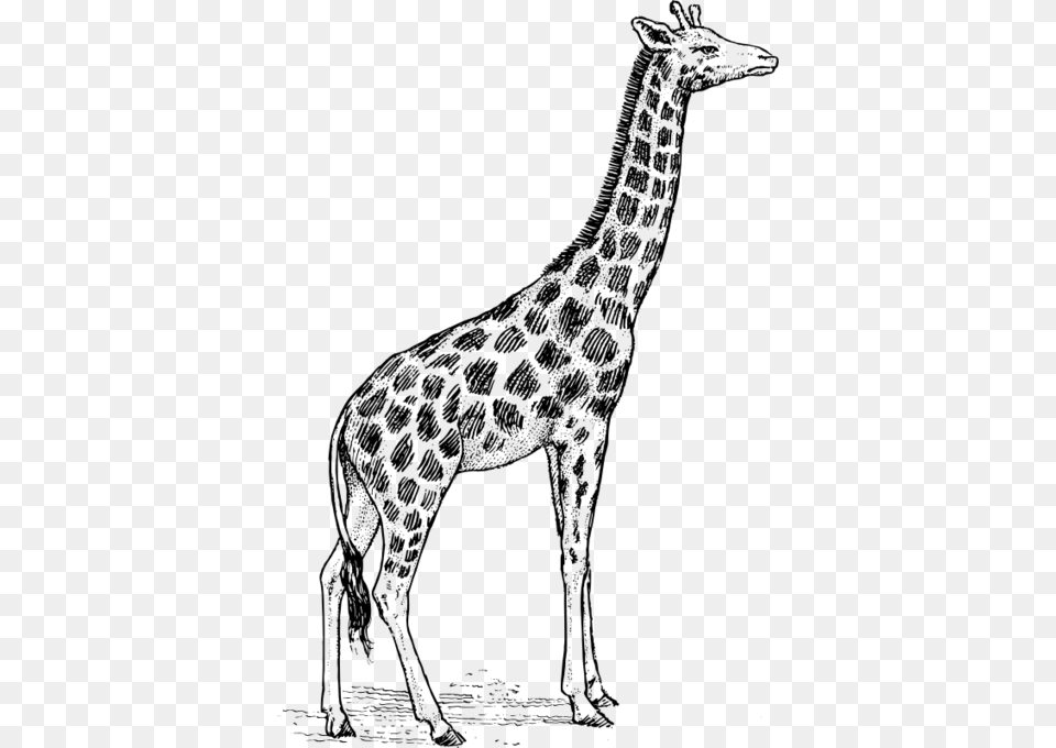 Giraffe Giraffe Drawing, Gray Free Transparent Png