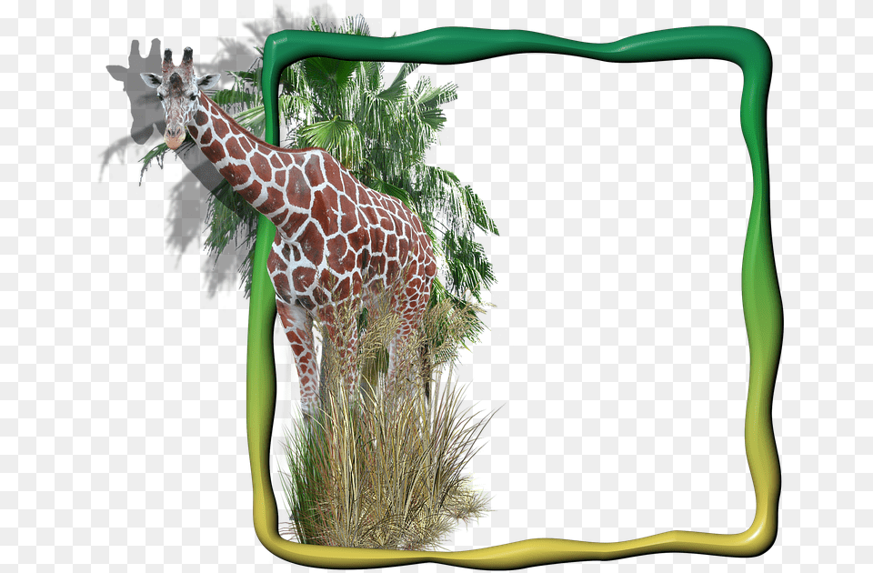 Giraffe Grass Animals Transparent Picture Frame, Animal, Mammal, Wildlife Png