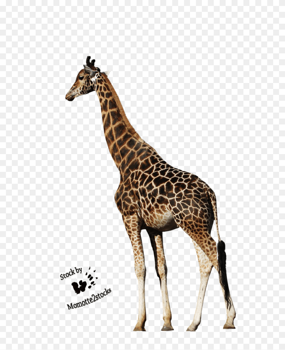 Giraffe Hd Transparent Giraffe Hd Images, Animal, Mammal, Wildlife Png Image