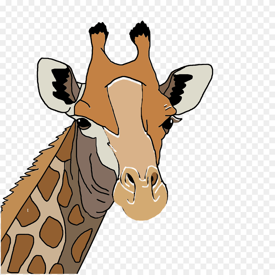 Giraffe Head Clipart, Animal, Mammal, Wildlife, Person Free Png