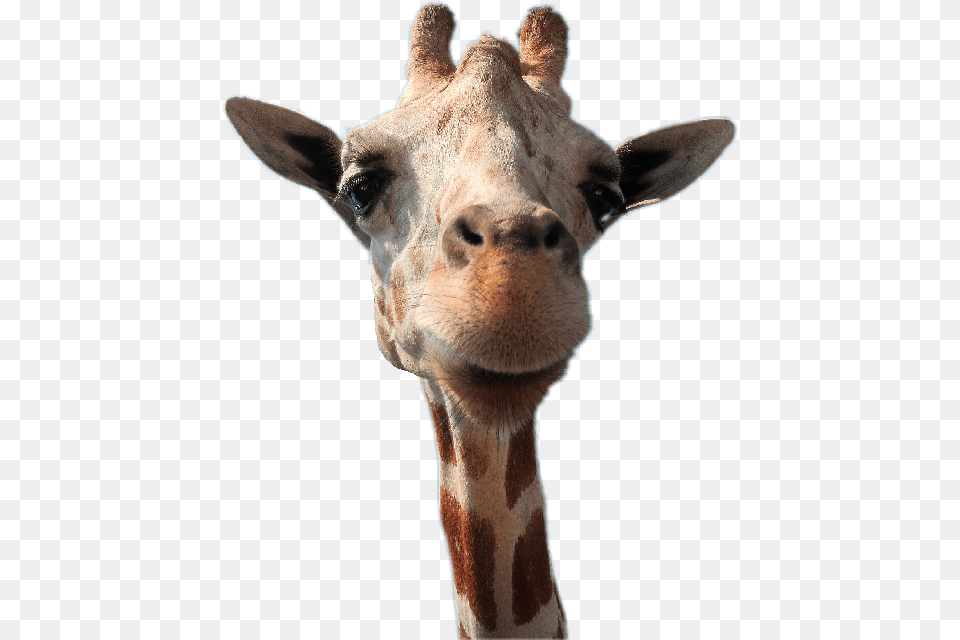 Giraffe Head Dp Whatsapp Animals Profile, Animal, Mammal, Wildlife Free Png
