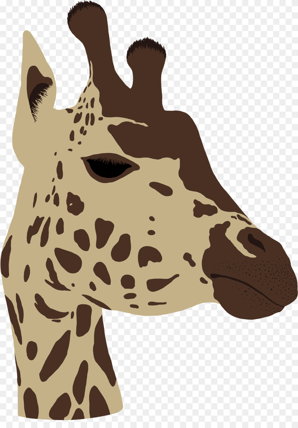 Giraffe Head Giraffe, Person, Animal, Mammal, Wildlife Png Image