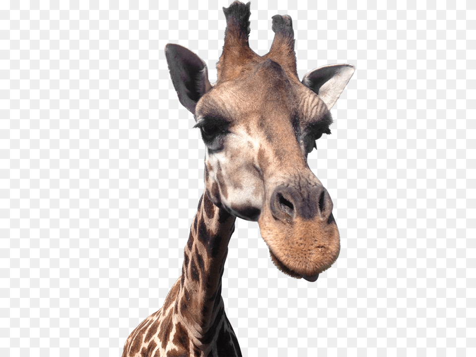 Giraffe Head Giraffe, Animal, Mammal, Wildlife Free Png