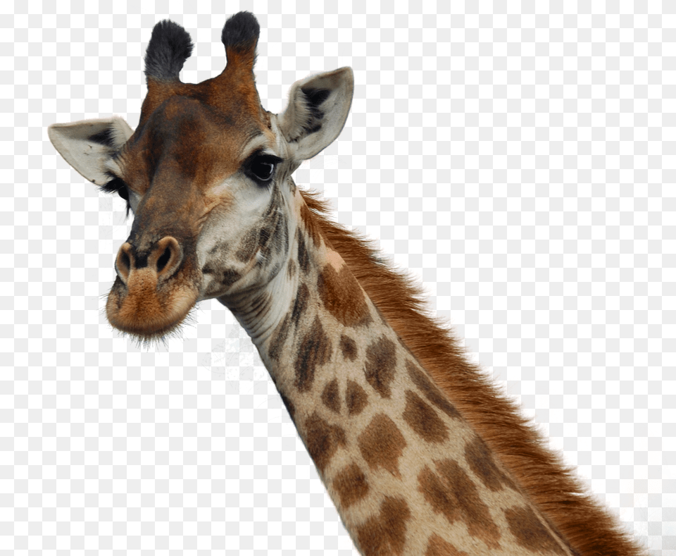 Giraffe Head Transparent U0026 Clipart Download Ywd Giraffe Head Transparent Background, Animal, Mammal, Wildlife Free Png