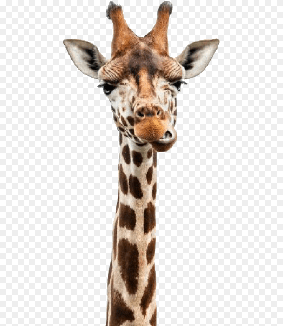 Giraffe Head Usborne Books Have Shipped, Animal, Mammal, Wildlife Png Image