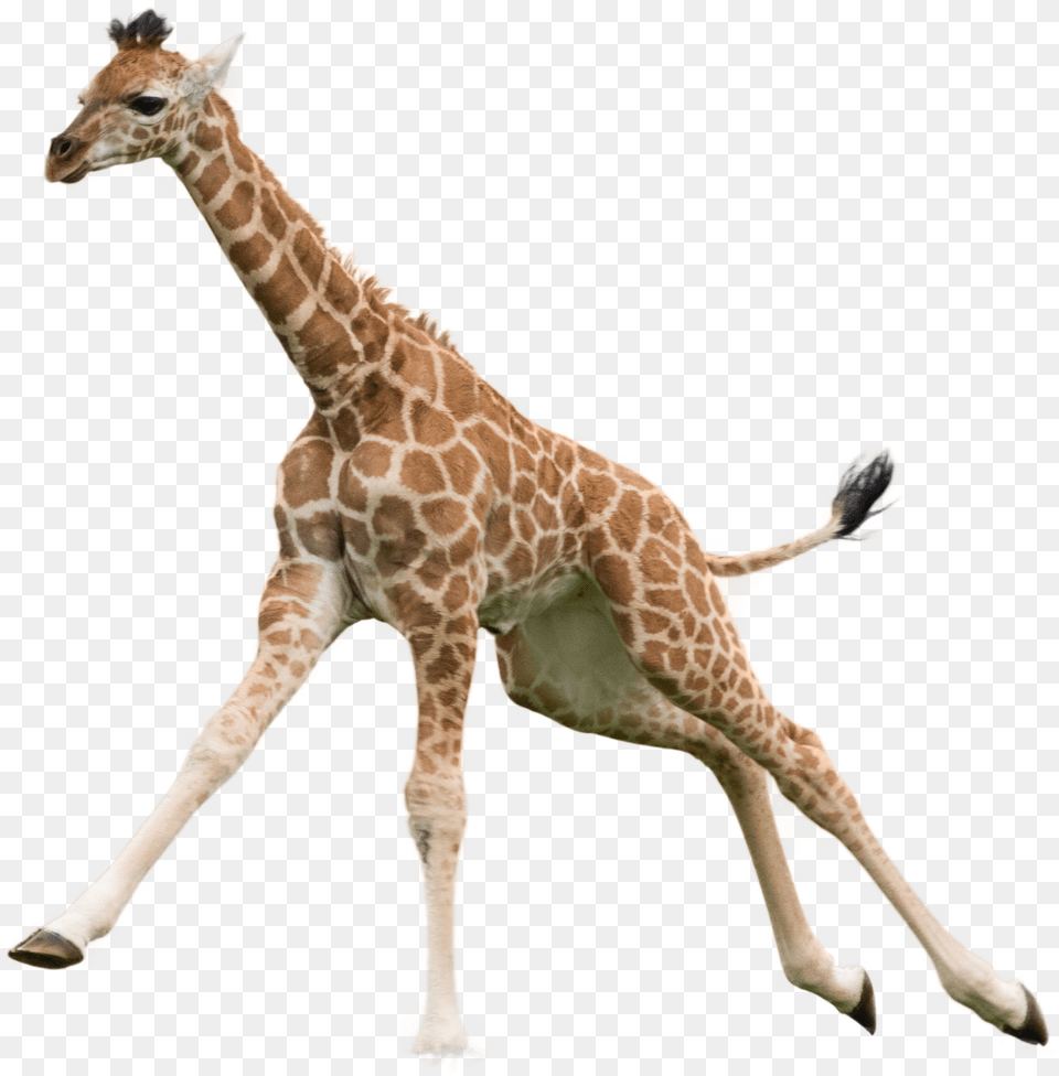 Giraffe Image Giraffe, Animal, Mammal, Wildlife Free Transparent Png