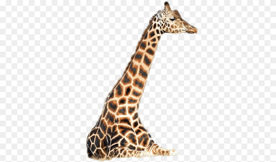 Giraffe Image Giraffidae, Animal, Mammal, Wildlife Free Png